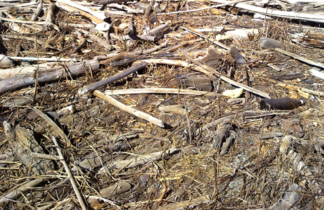 Maderas a la deriva...